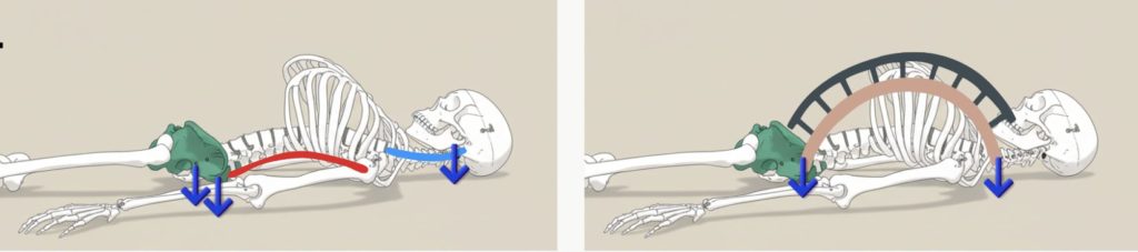 ブリッジ活動という反応が残ると、首の緊張が緩まずに、枕を押し付けるような反応がのこるため、どんな枕もあいません