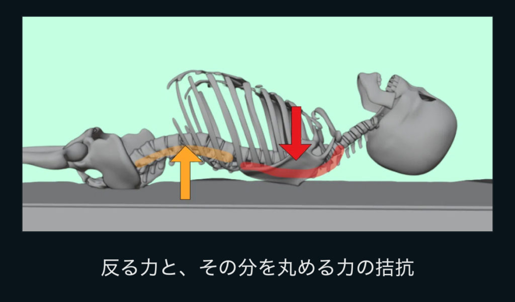 枕による接地誘導が、全身の「支持活動（脱力）」を促す仕組みを示す3Dモデル図